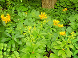 15 JAPANESE TURKS CAP LILY SEEDS - Lilium hansonii Garden Plants
