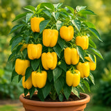 CALIFORNIA WONDER YELLOW BELL PEPPER 25+ SEEDS | HEIRLOOM | NON-GMO | FREE SHIP Garden Plants