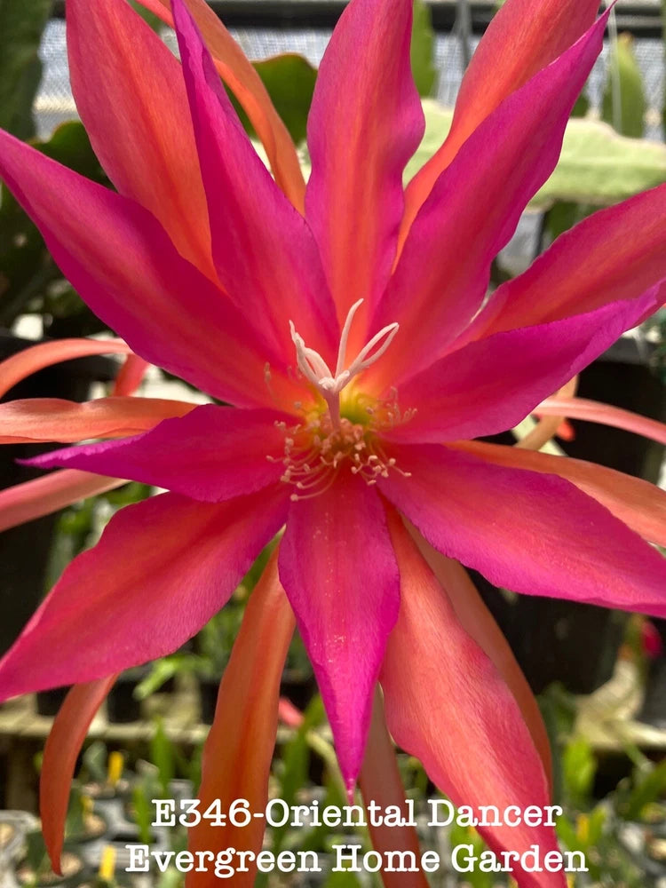 Red-pink orchid cactus blossom in a 4-inch starter pot