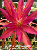 Rooted Epiphyllum Orchid Cactus Ò Oriental DancerÓ Growing In 4Ó Starter Pot. Orchids