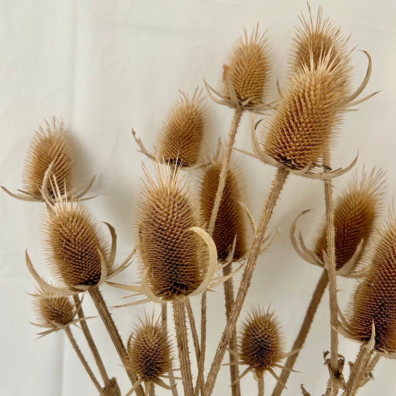 Natural dried teasel flower heads with stems, bundle for crafts and home decor