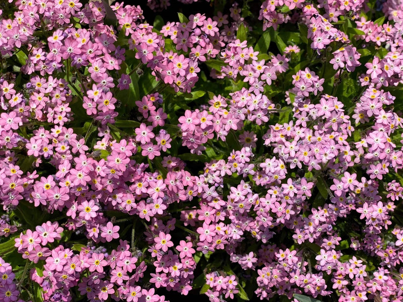 100 Victoria PINK FORGET ME NOT Myosotis Alpestris Flower Seeds * Flat Ship Flowering Plants