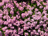 100 Victoria PINK FORGET ME NOT Myosotis Alpestris Flower Seeds * Flat Ship Flowering Plants