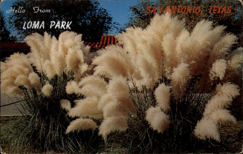 San Antonio Texas Loma Park Pampas Grass ormanmental unused vintage postcard Pampas Grass