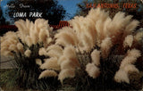 San Antonio Texas Loma Park Pampas Grass ormanmental unused vintage postcard Pampas Grass