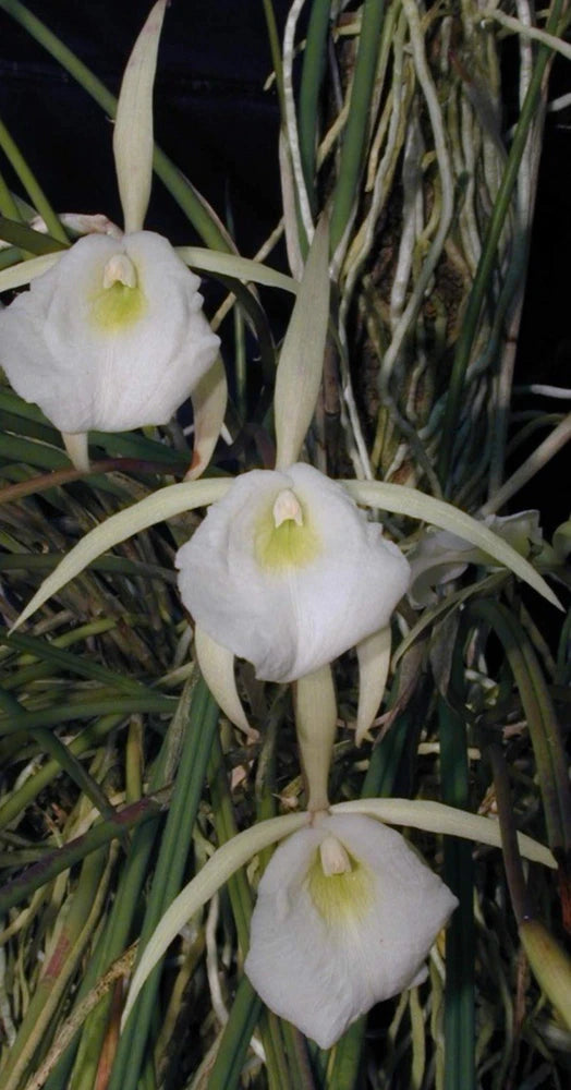 White Brassavola perrinii orchid flowers with pale yellow centers