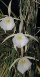 Fragrant species from Brazil - Brassavola perrinii Orchids