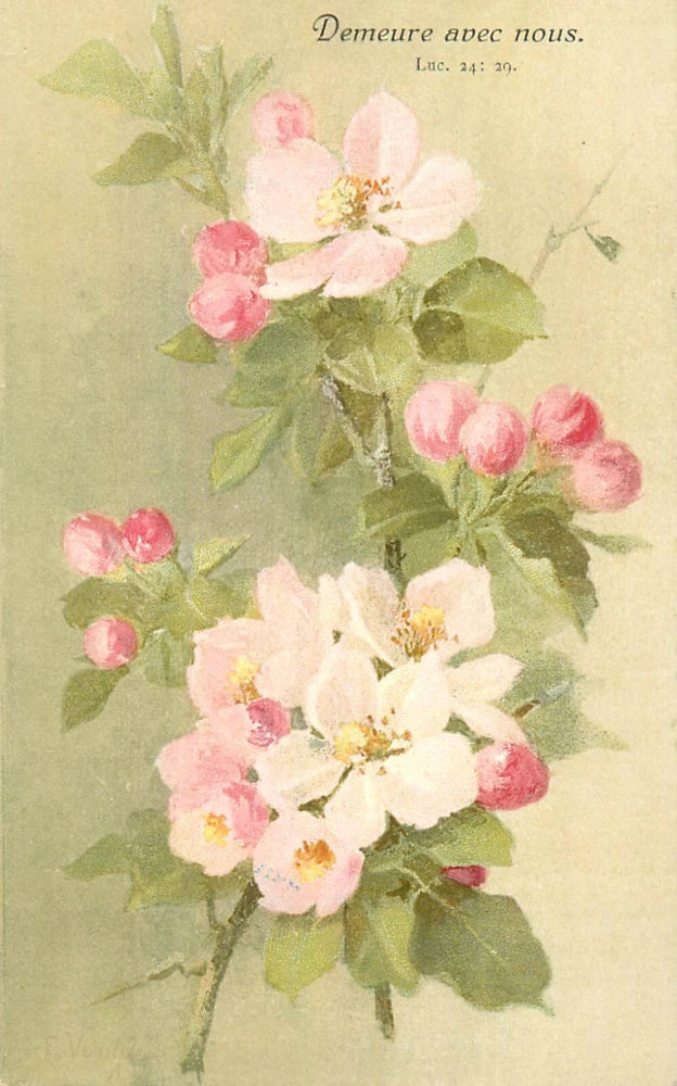 B505 Blossoms flowering plant vintage postcard Flowering Plants