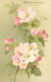 B505 Blossoms flowering plant vintage postcard Flowering Plants