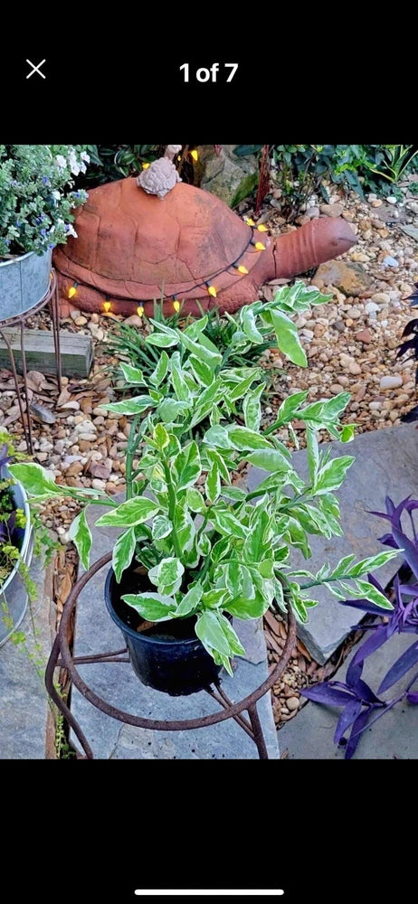 Devil's backbone plant in black pot with dense green stems and leaves