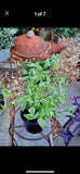 Devyls Backbone Plant In Pot Orchids