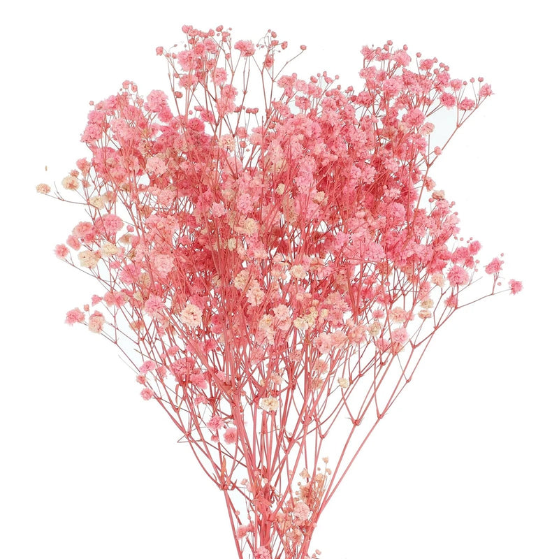 Light pink dried baby’s breath flower bundle with many small airy blooms on thin stems