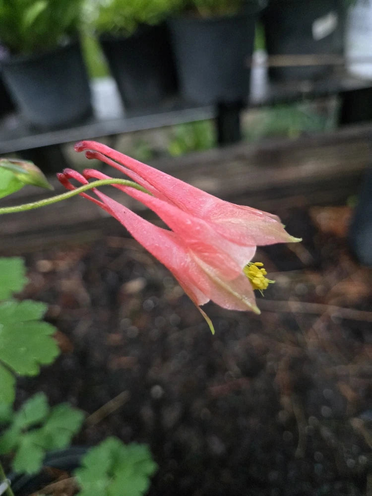 Pink and yellow aquilegia flower with slender petals and green leaves