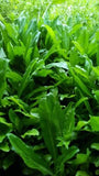 6 Live Plants, CULANTRO, Eryngium Foetidum  parley, Ngo Gai, in moist soil , USA Green Plant