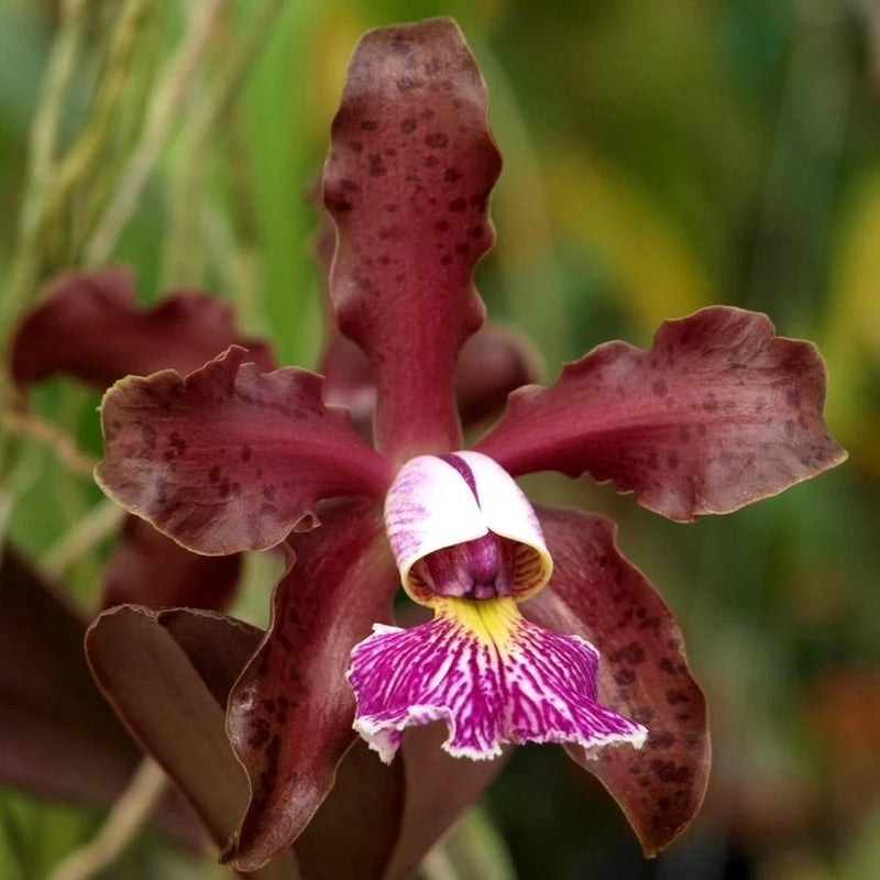 Spotted maroon orchid with purple-striped white lip