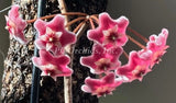 ON SALE!!  Hoya Tricolor - HANGING BASKET - WELL ESTABLISHED - 3 PLANTS! Orchids
