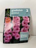 Gladiolus Pink Supreme 3 Bulbs Tall Summer Blooms Easy Grow Flower Garden Plants