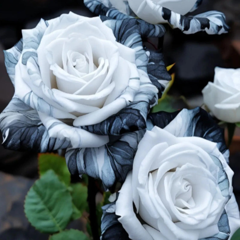 20pcs Rare Ink Rose Seeds - Non-GMO Heirloom Variety for Your Garden. Garden Plants