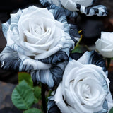 20pcs Rare Ink Rose Seeds - Non-GMO Heirloom Variety for Your Garden. Garden Plants