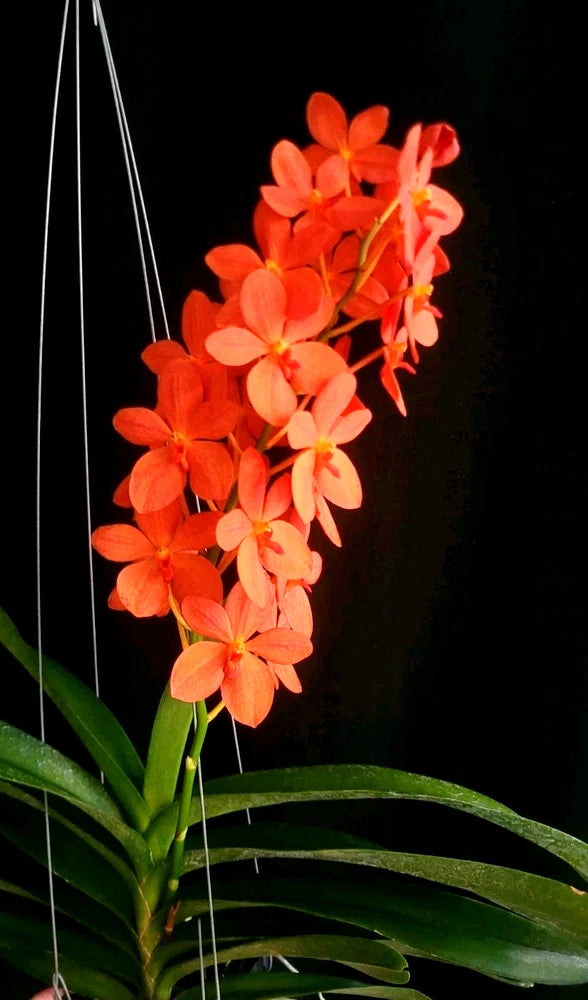 Orange orchid spray with clusters of blooms and long green leaves