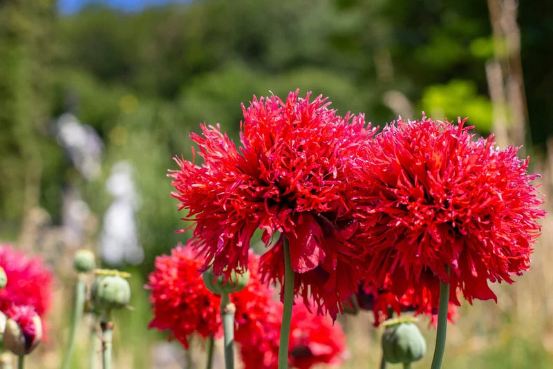100 Red OASE PEONY POPPY Papaver Peoniflorum Double Flower Seeds Peony