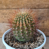 D5861 DENMOZA RHODACANTHA pot25-H17-W13 cm MaMa Cactus Green Plant