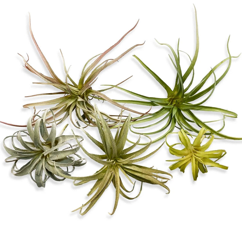 Large lifelike faux air plant pick with spiky green and gray-green tillandsia rosettes