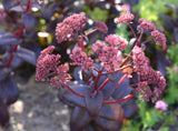 50 PURPLE EMPEROR SEDUM SEEDS - Sedum 'Purple Emperor' Flowering Plants