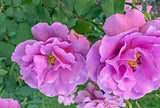 Angel Face Floribunda bare rooted rose bush live plant X 1 Flowering Plants