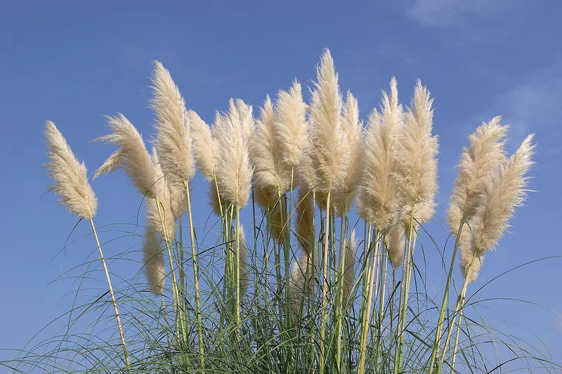 3 White Pampas Grass in 3.5 inch pots, one plant per pot, 3 pots Pampas Grass