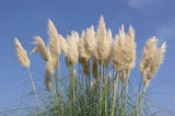 3 White Pampas Grass in 3.5 inch pots, one plant per pot, 3 pots Pampas Grass