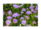 Scabiosa (Pincushion Flower)  Live Plants, Healthy & Well-rooted Plugs For SALE Flowering Plants