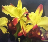 Orchid Plant Cattleya Dora Louise Capan 2  no pot bare root Orchids