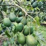 Grafted alvocado Hass Tree Seedling Ð High Yield Avocado Plant grow in pot Green Plant
