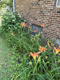 5 Fans  Orange Daylily  Live Bare Root Plants Orchids