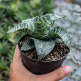 Sansevieria Hybrid Spider Rare Uniqe Snake Plant Green Plant