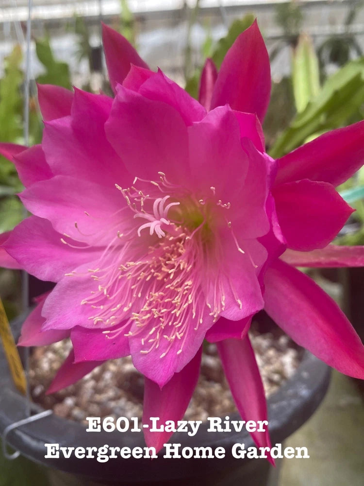 Orchid cactus bloom with vivid magenta petals and long white stamens.