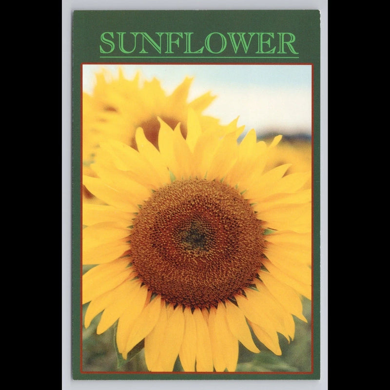 Vintage Sunflower Postcard USA Unposted Flower Botanical Scenic Collectible View Sunflower