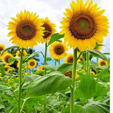 Mammoth Grey Striped Sunflower, 20+ Seeds. Heirloom~Non-GMO~USA. Huge flower. Sunflower