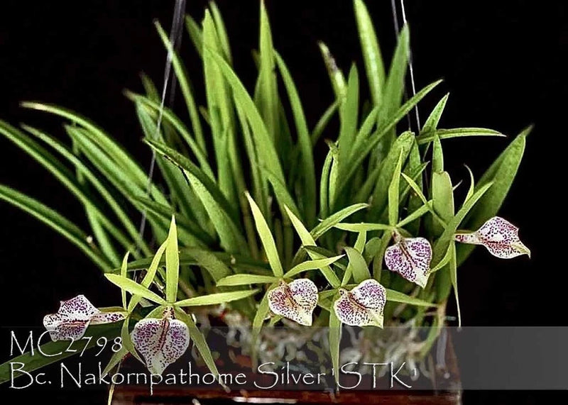 Orchid plant with green leaves and small white-purple speckled blooms