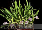 Orchid plant with green leaves and small white-purple speckled blooms
