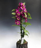 (760-2) Den.Red Emperor 'Prince'   BS  Fragrant Orchids