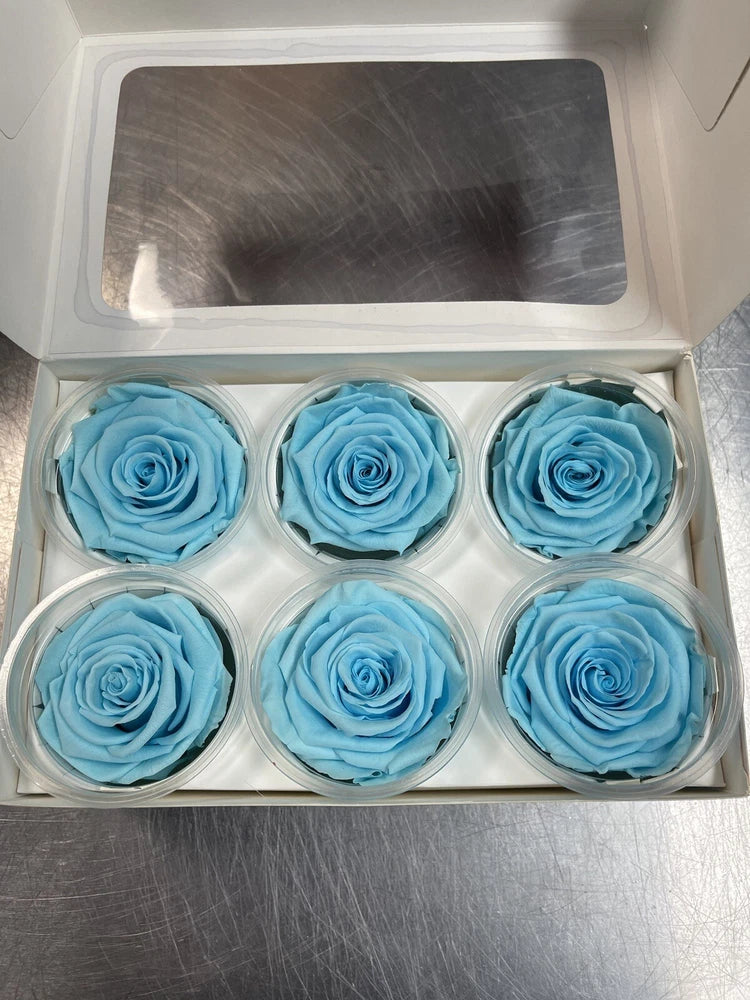 Baby blue preserved rose 6-pack in clear gift box, six full blooms with layered petals