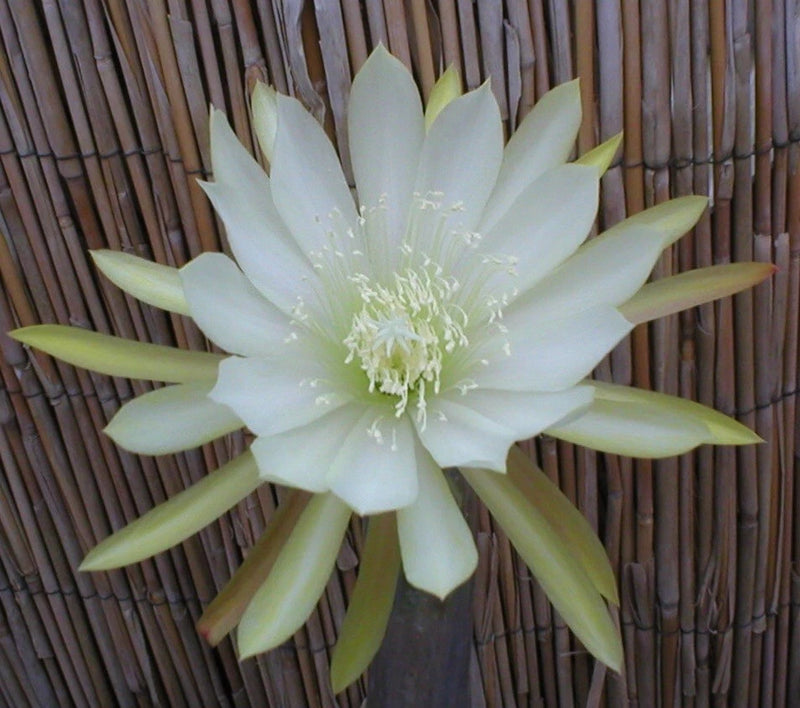 Orchid cactus flower in pale cream, large star-shaped bloom with fine stamens