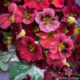 50+ Alaska Red Shades Nasturtium Seeds for Garden - USA - FAST SHIPPING! Garden Plants