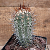D3348 COPIAPOA COQUIMBANA pot14-H15-W7 cm MaMa Cactus Green Plant