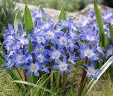 30 Glory Of The Snow Chionodoxa Live Plant Bulbs Blue Purple White Star Flowers Flowering Plants