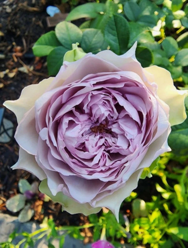 Coffret Rose Seeds - Pack 30 Seeds - Rose Flower Gardening Garden Plants