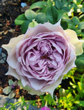 Coffret Rose Seeds - Pack 30 Seeds - Rose Flower Gardening Garden Plants