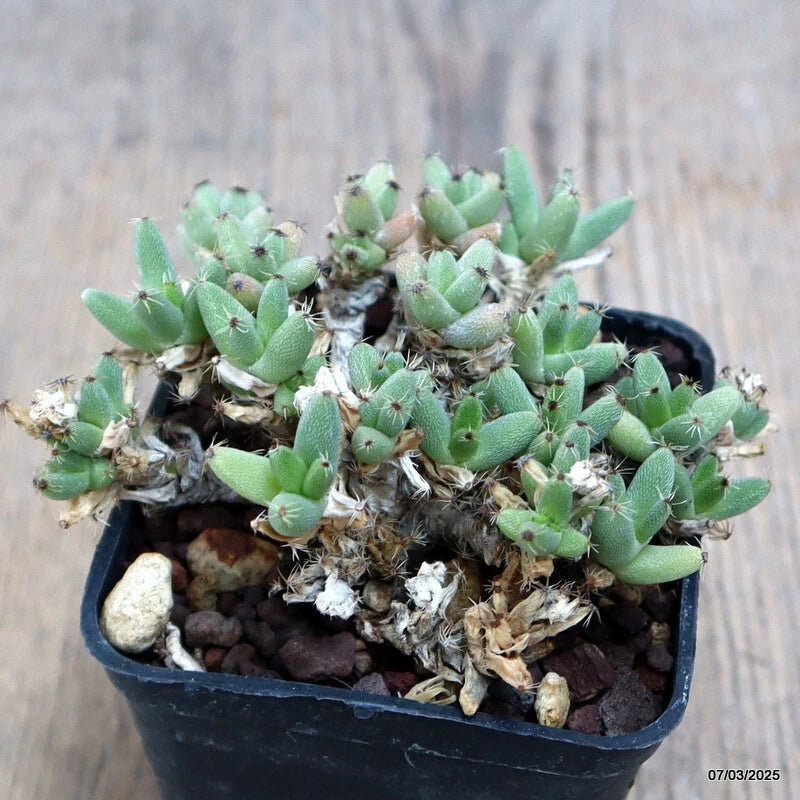 D933 TRICHODIADEMA MARLOTHII pot7-H5-W9 cm MaMa Cactus Green Plant